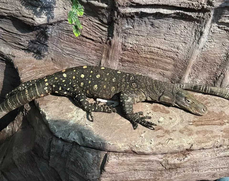 Редкие вараны Сальвадора появились в зоопарке Алматы