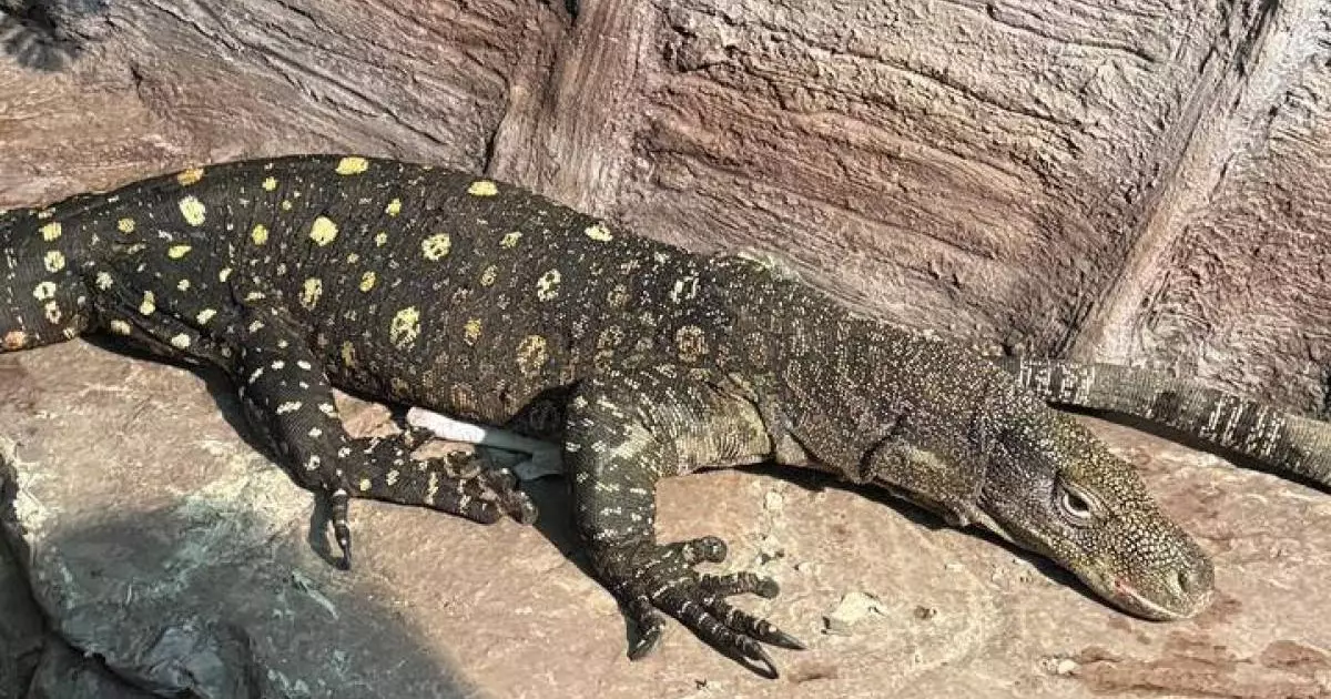  Алматы хайуанаттар бағына Жаңа Гвинеядан алып кесірткелер әкелінді 