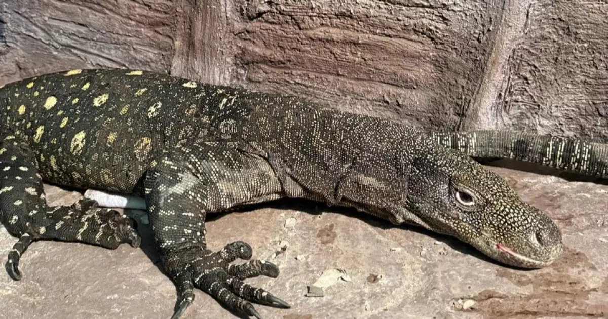  Алматы зообағына сирек кездесетін Жаңа Гвинеяның алып кесірткелері әкелінді 