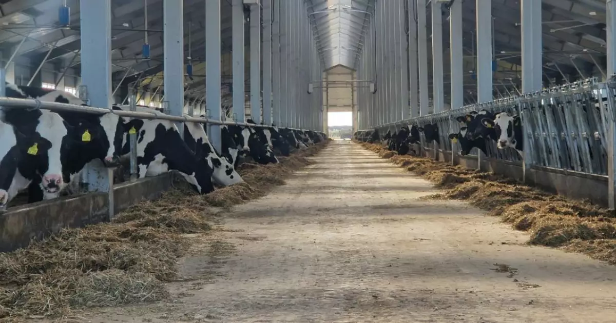   Мал шаруашылығын 6% мөлшерлемемен жеңілдетілген несиелеу іске қосылды   