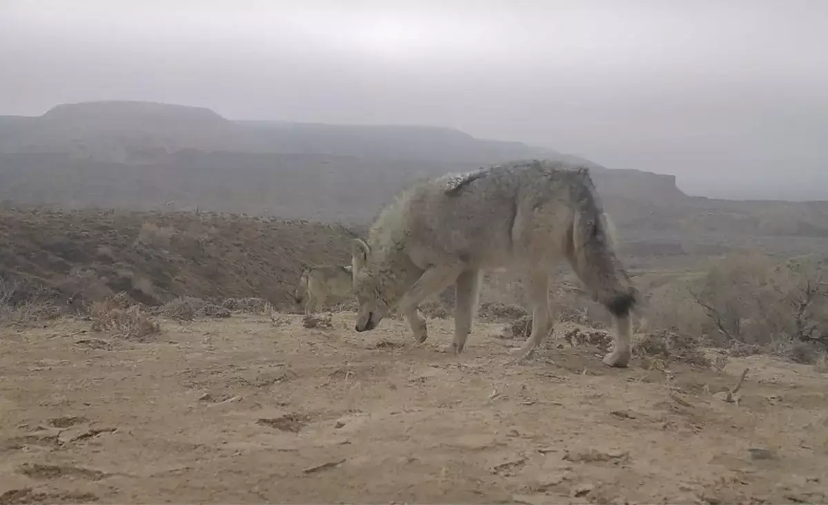 Степь полна жизни – сотрудники заповедника Устюрт делятся кадрами фотоловушек - новости на Lada.kz 13.03.2026