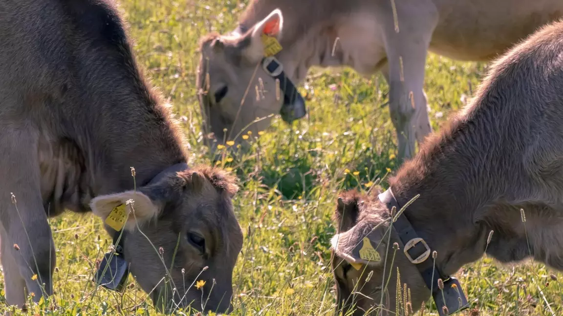 Мал шаруашылығына 6% несие беріледі