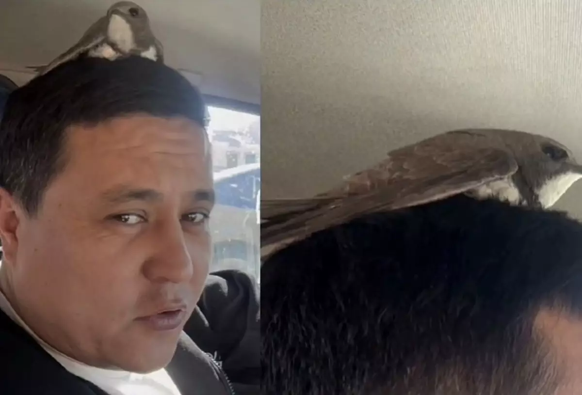 «Бақыт құсы қонды»: жүргізушінің басына қонған құс жұртты таңқалдырды (ВИДЕО)