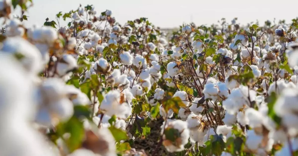  Соңғы 7 жылда Қазақстанда ауыл шаруашылығы өнімінің көлемі екі есеге жуық өсті 