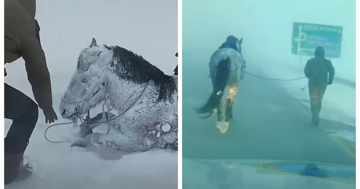  ТЖМ қызметкері жануарды құтқару үшін 3 шақырым жүгірген (ВИДЕО) 