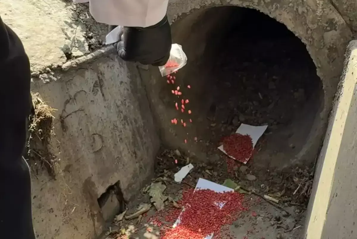 Алматыда кеміргіштерге қарсы көктемгі науқан басталады