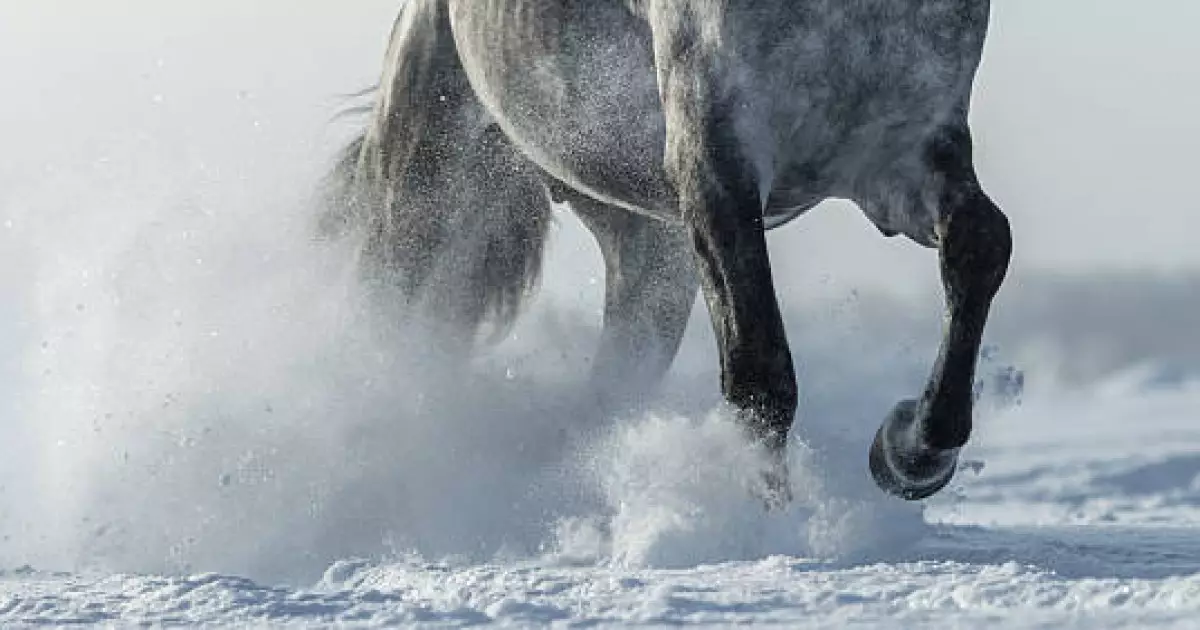   Ақмола облысында Төтенше жағдай министрлігінің қызметкері жылқыны құтқару үшін 3 шақырым жүгірді   