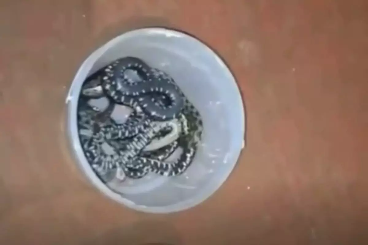 БҚО-да үйдің астынан 16 жылан шықты