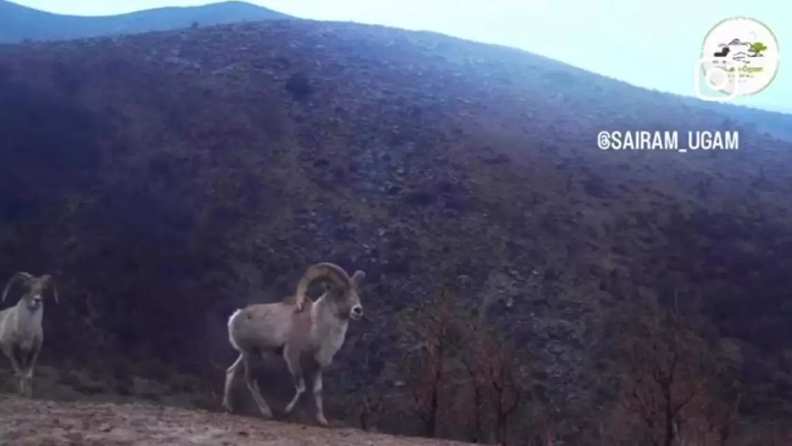 Краснокнижного каратауского архара зафиксировала фотоловушка в Туркестанской области