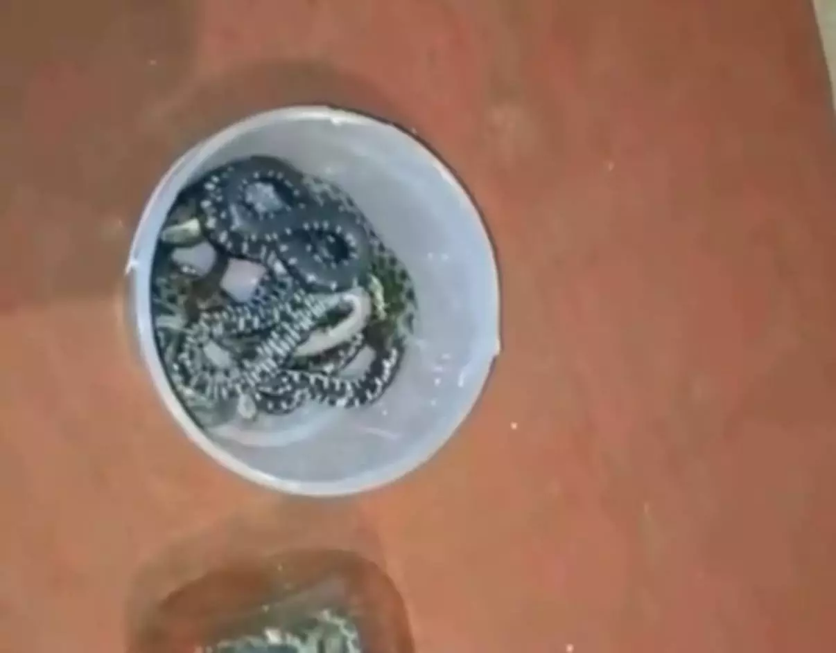 БҚО-да үйдің астынан 16 жылан шықты