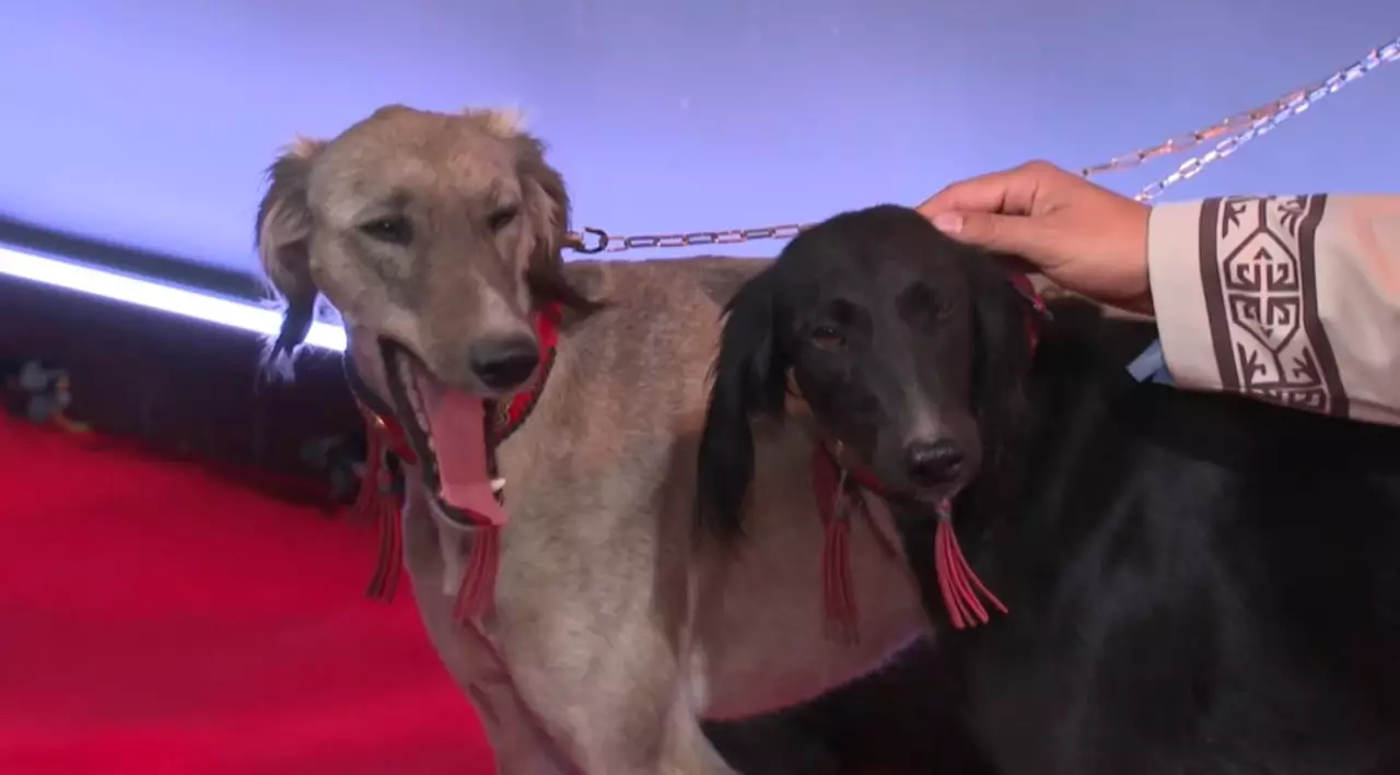 Алматыда «Тазы» деректі фильмінің тұсаукесері өтті