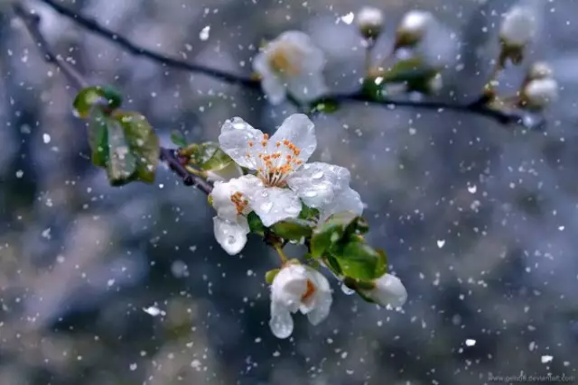 Елімізде 15 наурызға өңірлерде дауылды ескерту жарияланды