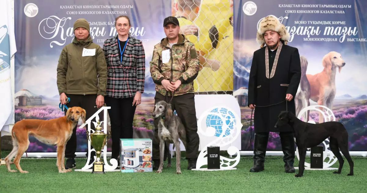  Алматыда тазы тұқымының үздіктері анықталды 