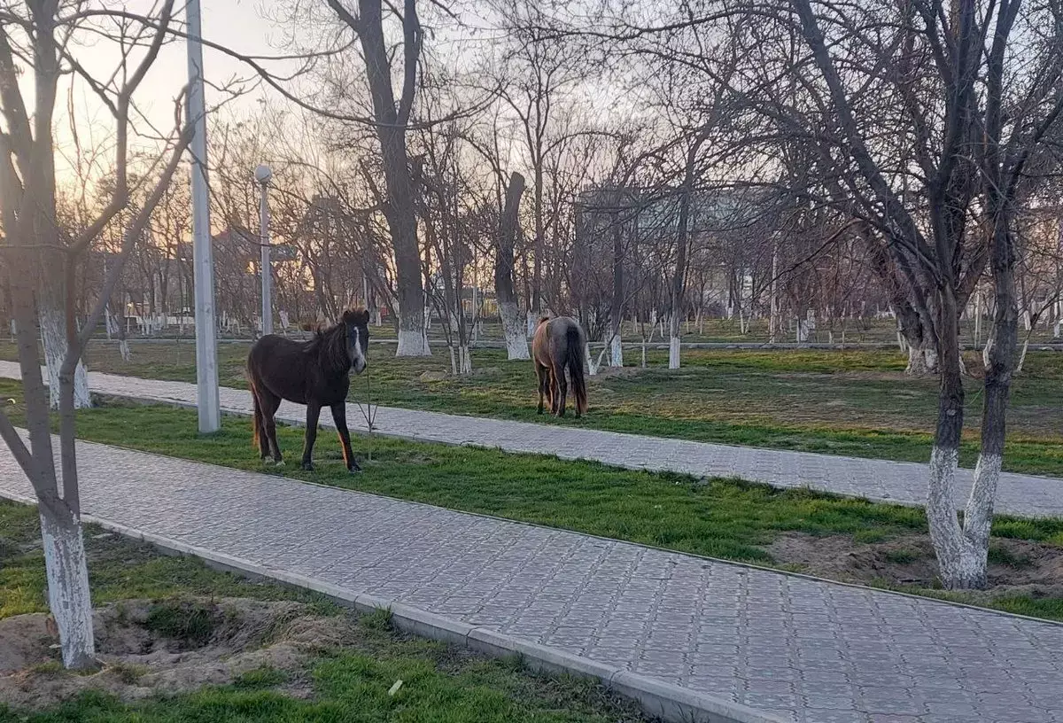 «Где хозяева?» Лошади свободно разгуливают в Актау - новости на Lada.kz 14.03.2026