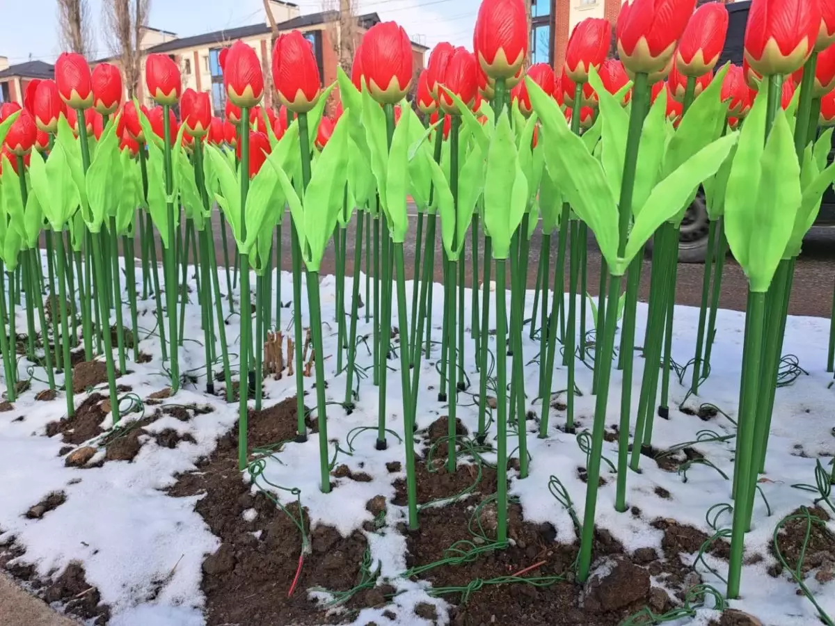 Таразда қаланың сәнін келтіру үшін 10 мың пластик қызғалдақ "егілген"
