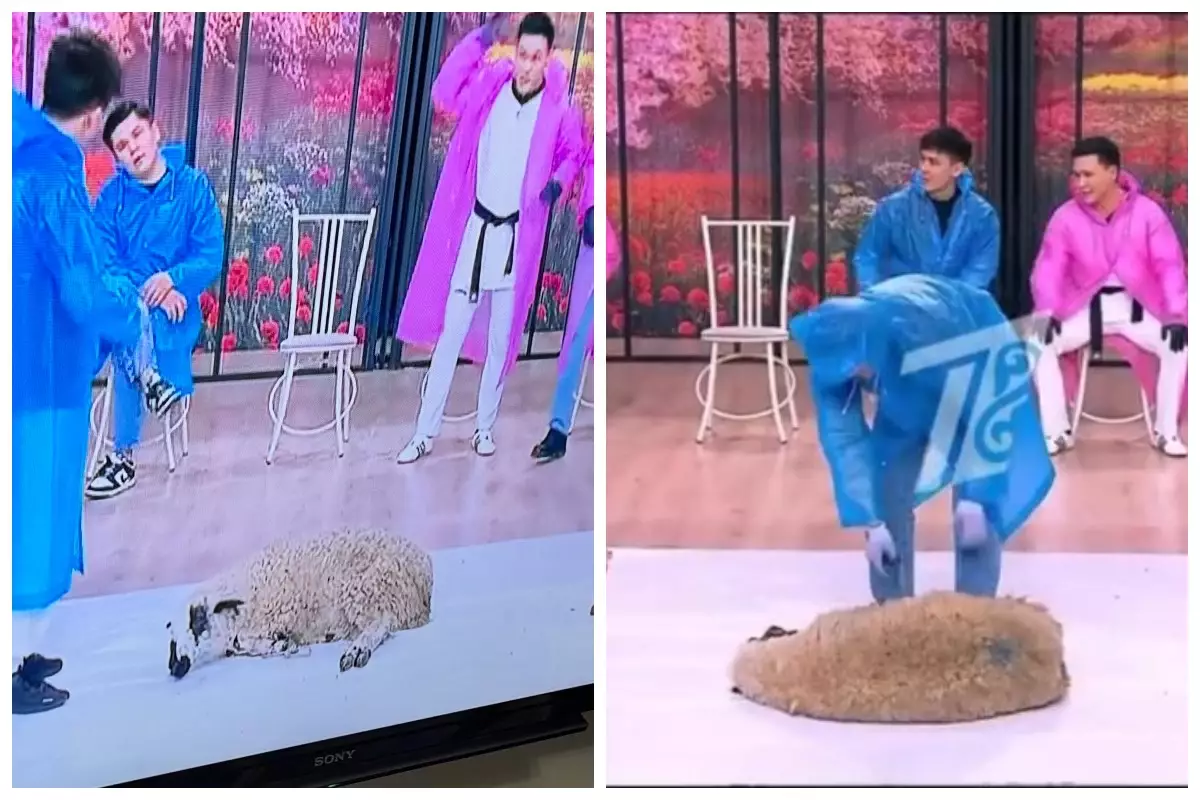 Қазақстандықтар бағдарламалардың бірінде тірі қойды көтеріп, жарыс өткізгендерді сынға алды