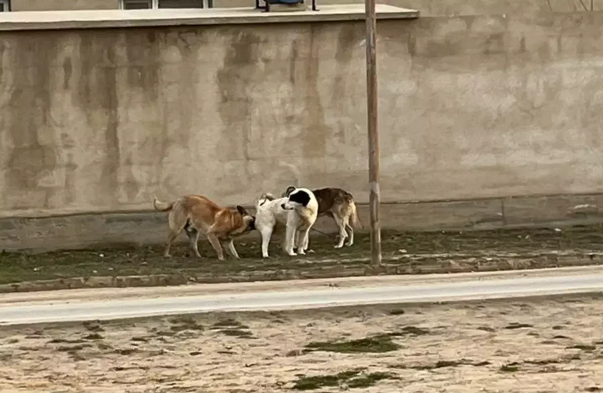 Собаки лают, акимы молчат: село в Мангистау страдает от нашествия бездомных животных - новости на Lada.kz 15.03.2026