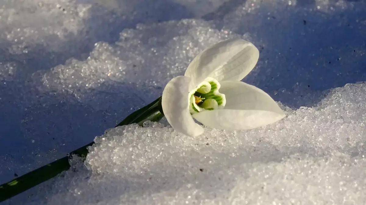 +17°С-қа дейін жылынады: алдағы үш күнде ауа райы күрт өзгереді