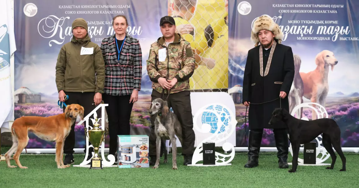  Қазақы тазыға арналған кинологиялық іс-шаралар маусымы ашылды   