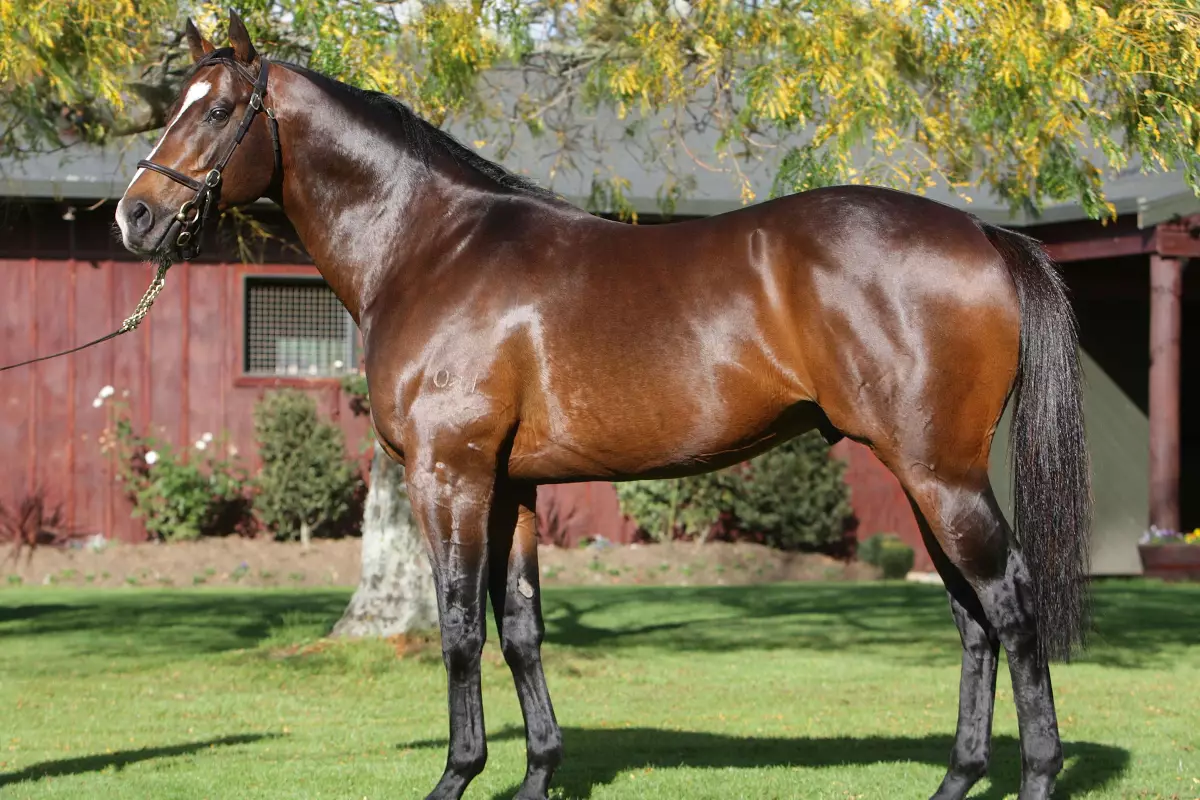 Скандал в Турции: вместо говядины в столовой подали мясо чемпионки ипподрома