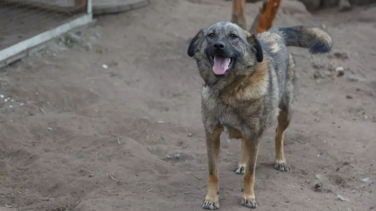 Ақмола облысында ит әйелді талап тастады