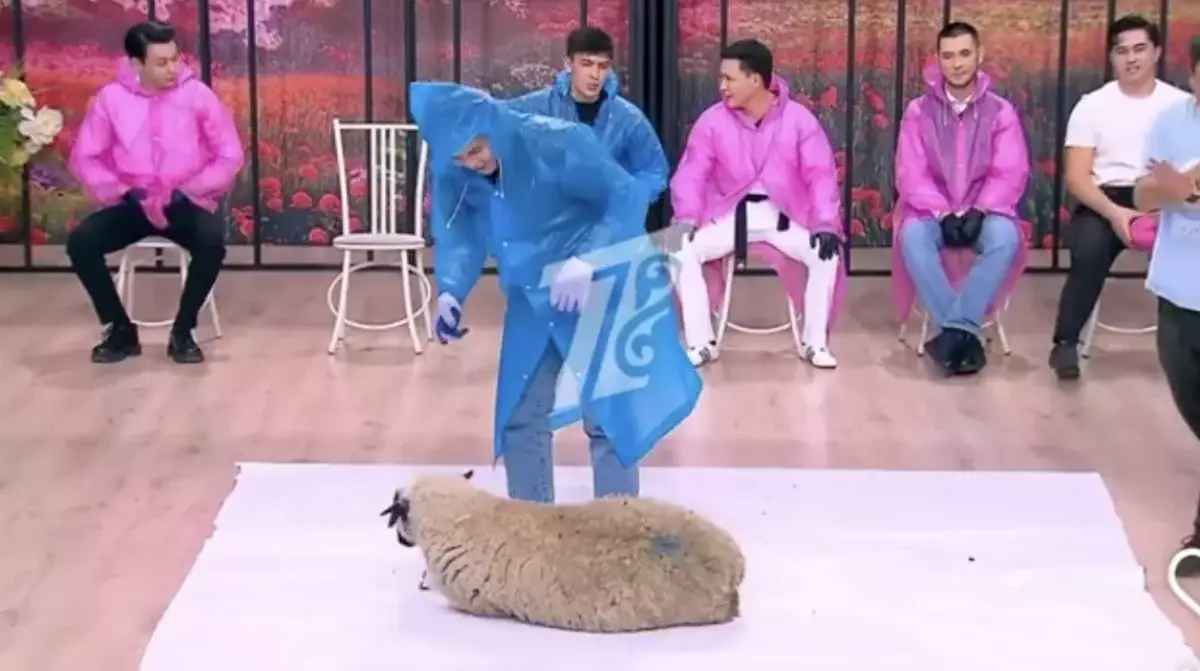 Зрители раскритиковали телешоу QosLike за издевательство над живым бараном