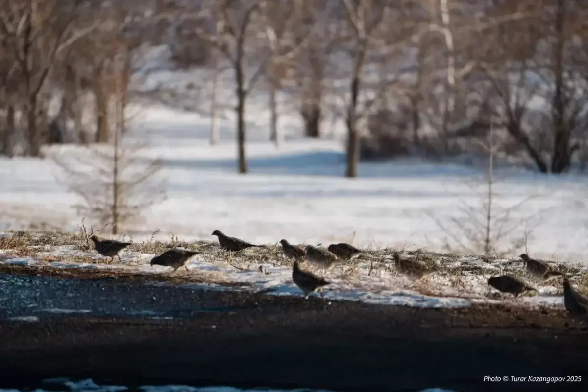 До +20 градусов: как изменится погода в Казахстане