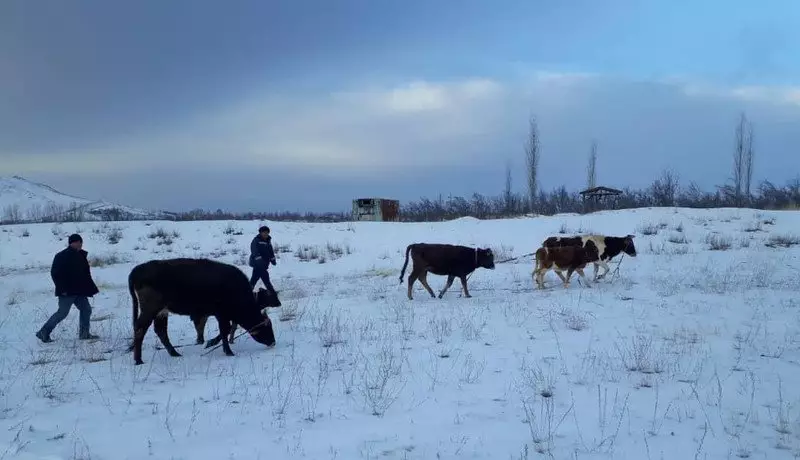 Ящур? Вслед за Россией о массовом падеже скота заявили в Кыргызстане