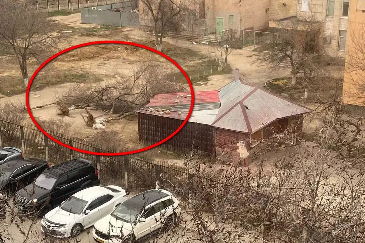 «Почему такое варварство?»: жители Актау возмутились крупной вырубкой деревьев и кустарников - новости на Lada.kz 16.03.2026