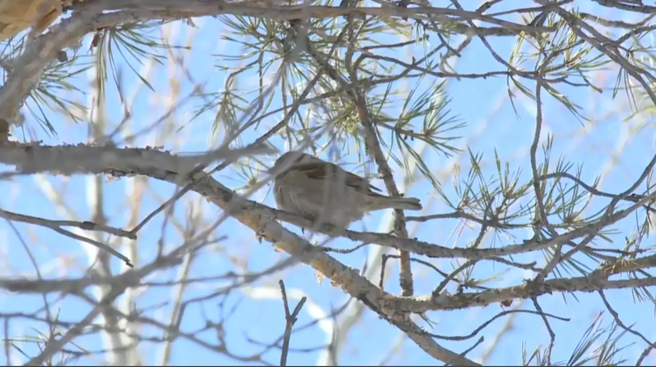 Қараторғай келсе, күн жылиды