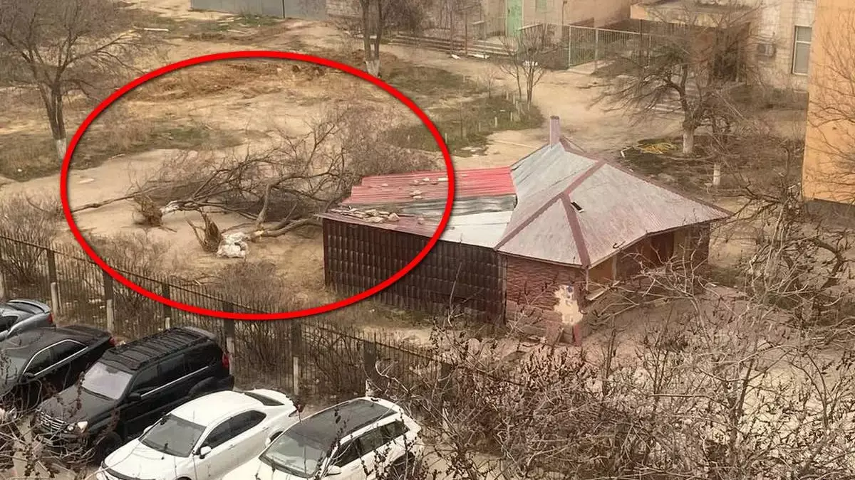 Жители Актау возмущены массовой вырубкой деревьев в одном из микрорайонов