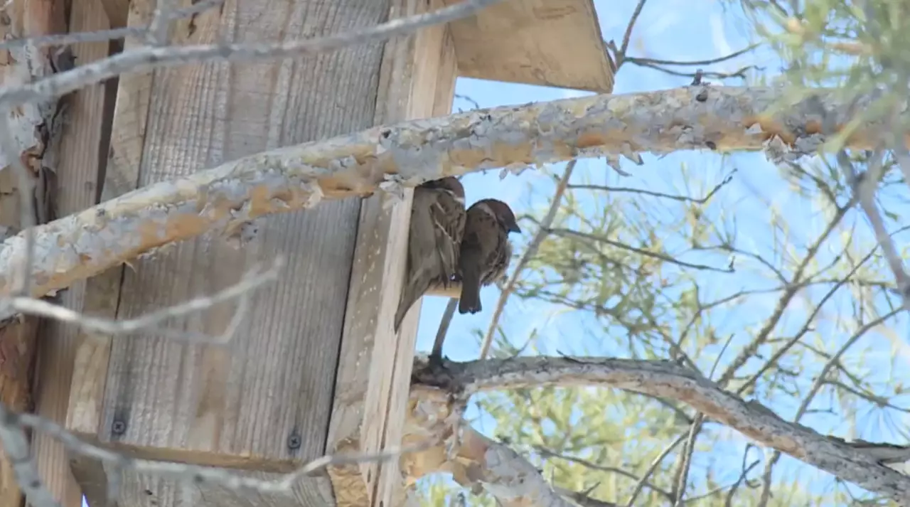 Экоактивисты и школьники устанавливают десятки скворечников в Караганде