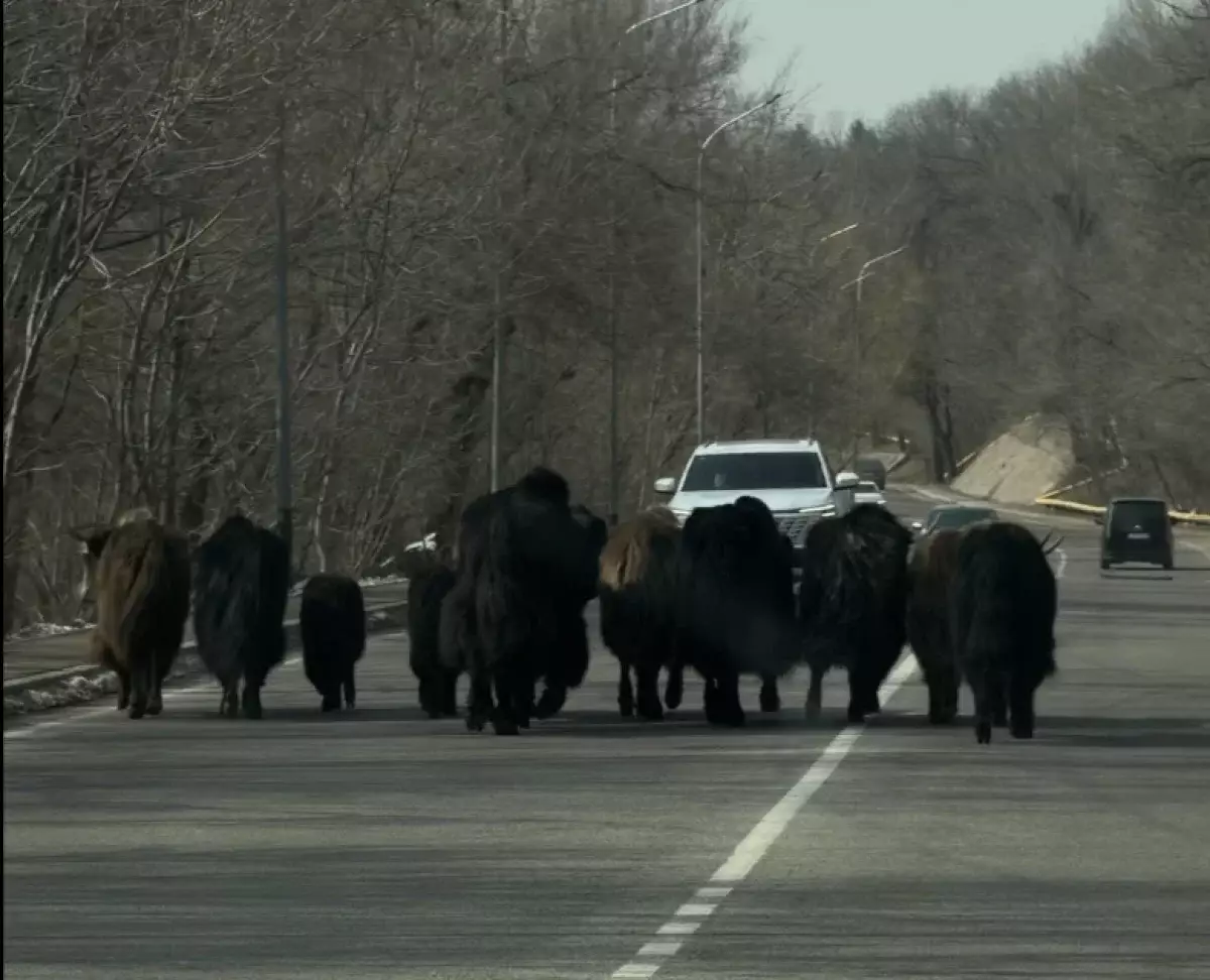 Бегущее наперегонки с машинами стадо яков у Медео шокировало жителей Алматы