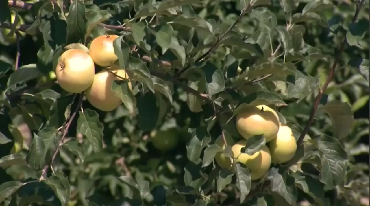 Жеміс шараптарына акциз салығы артуы мүмкін