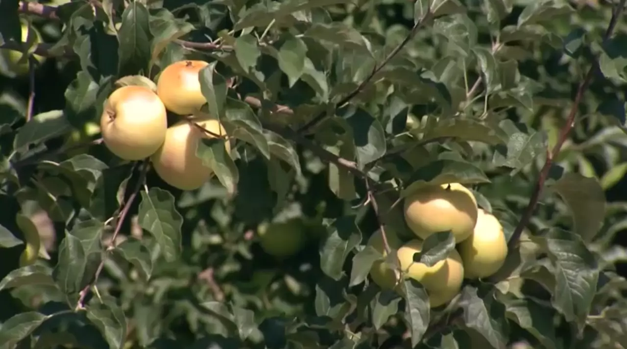 Акцизы на плодовые вина могут вырасти