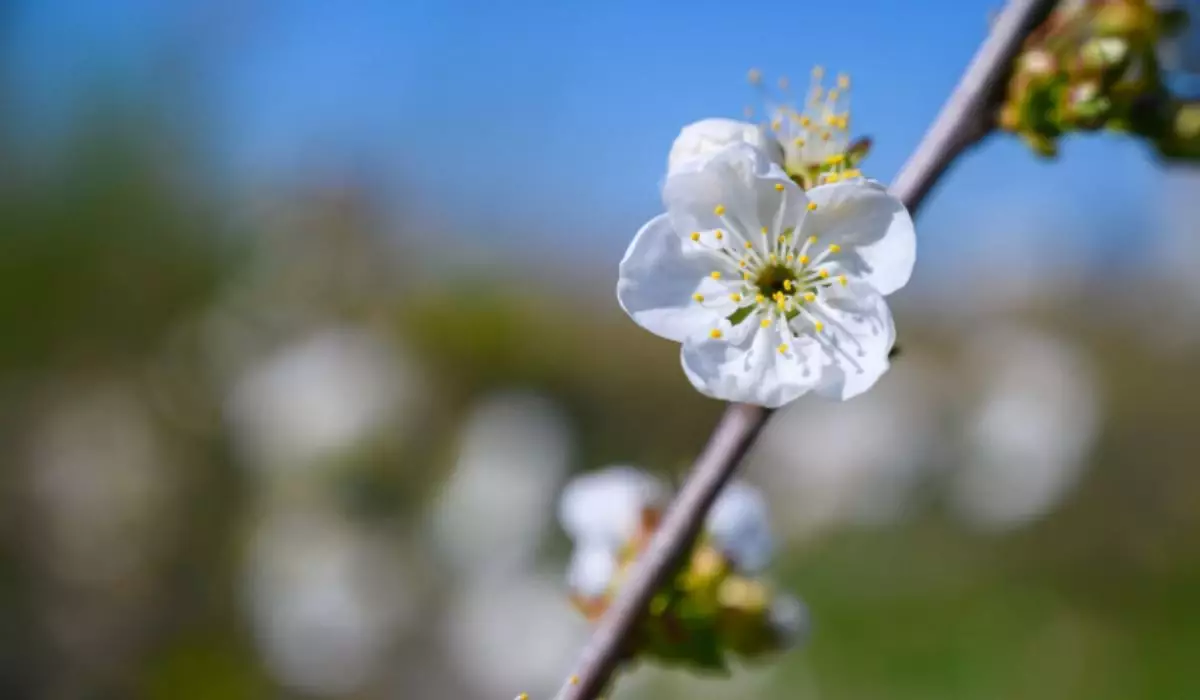 Қазақстанда 2026 жылғы көктем мен жаз қандай болады: Ауа райынан не күтеміз