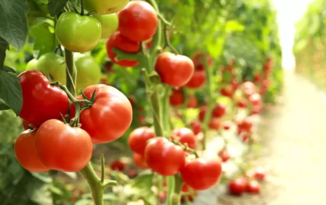Қазақстанға карантинге жатқызылған өнімдерді әкелу кезінде 145 заңбұзушылық анықталды