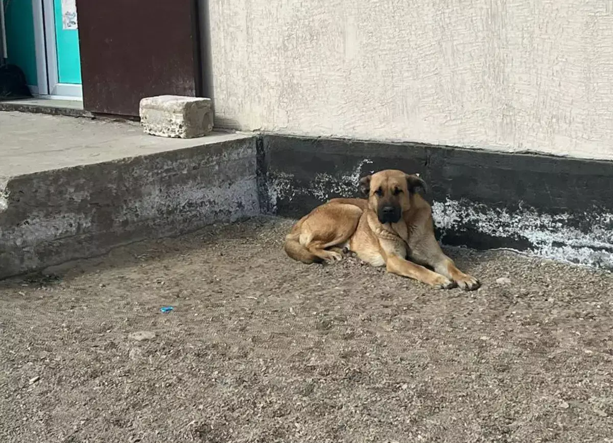 В одном из сельских округов Мангистау отловили более 80 бродячих животных - новости на Lada.kz 17.03.2026