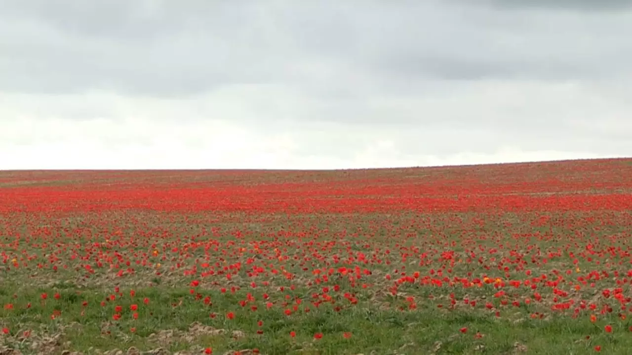 Наурыз нышаны – қызғалдақ гүлі