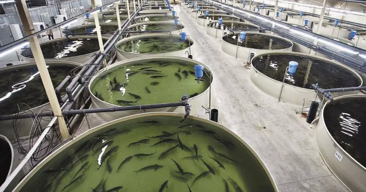  Атырау облысында жылына 130 тонна балық өндіретін балық өсіру кешені іске қосылды 