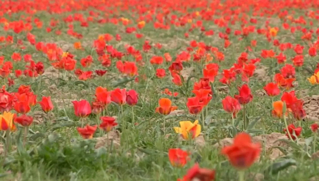 Символ Наурыза – тюльпан