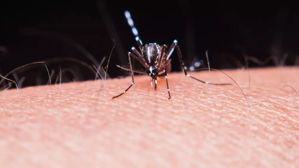 Малярия из-за границы: в Алматы выявили первый в 2026 году случай заражения