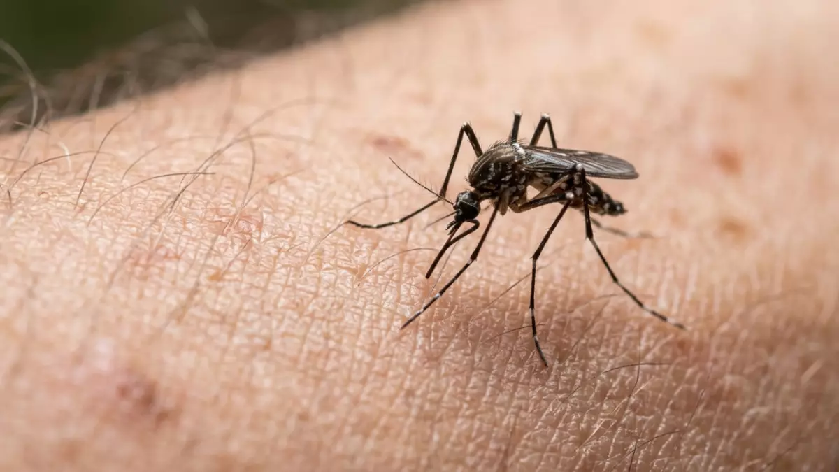 Алматыда Африкадан келген әйелден безгек анықталды: Мамандар ескерту жасауда