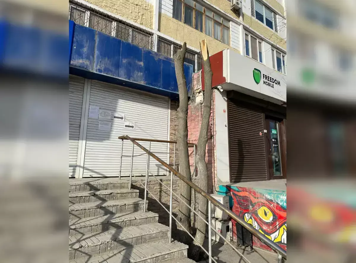 В Актау установили виновных в вырубке деревьев у дома в 7 микрорайоне - новости на Lada.kz 17.03.2026
