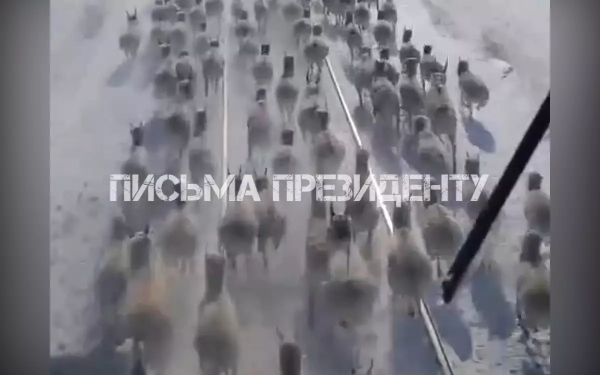 Почему поезда в Казахстане продолжают давить сайгаков?