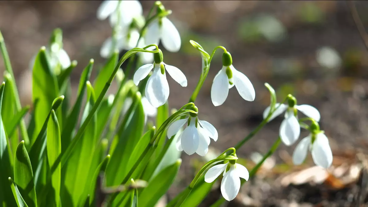 Наурыздың жылы лебі: Қазақстанның қай өңірінде бүгін +20°С болады?