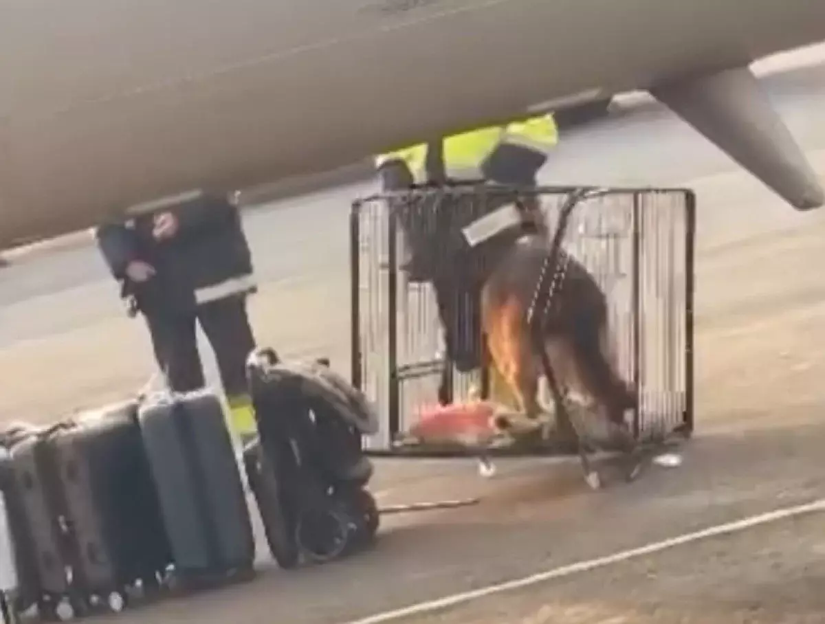 Пассажирка обвинила SCAT в жестоком обращении с собакой