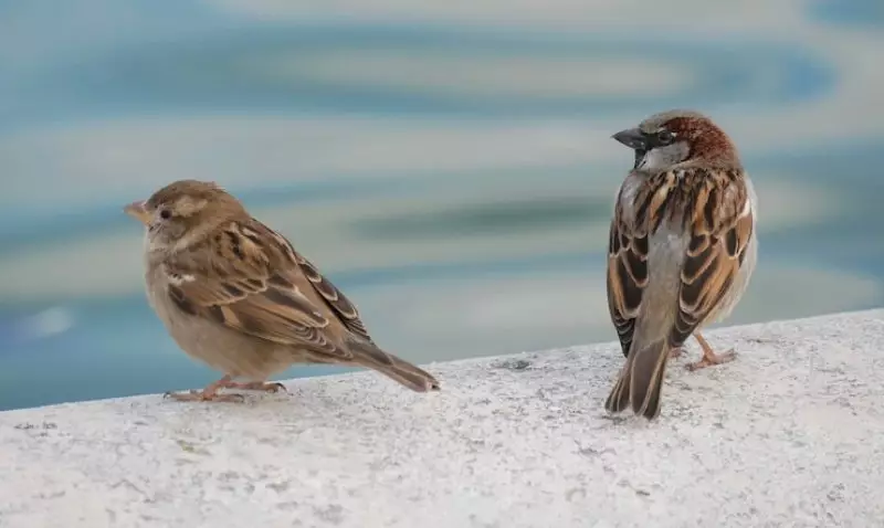 Красная книга Казахстана: под угрозой исчезновения до 70% птиц