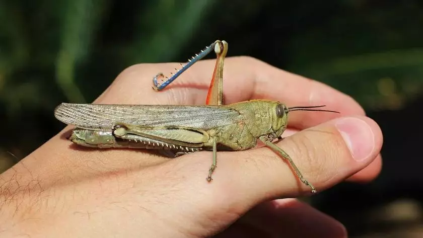 Казахстан и Россия усилят борьбу с саранчой на границе