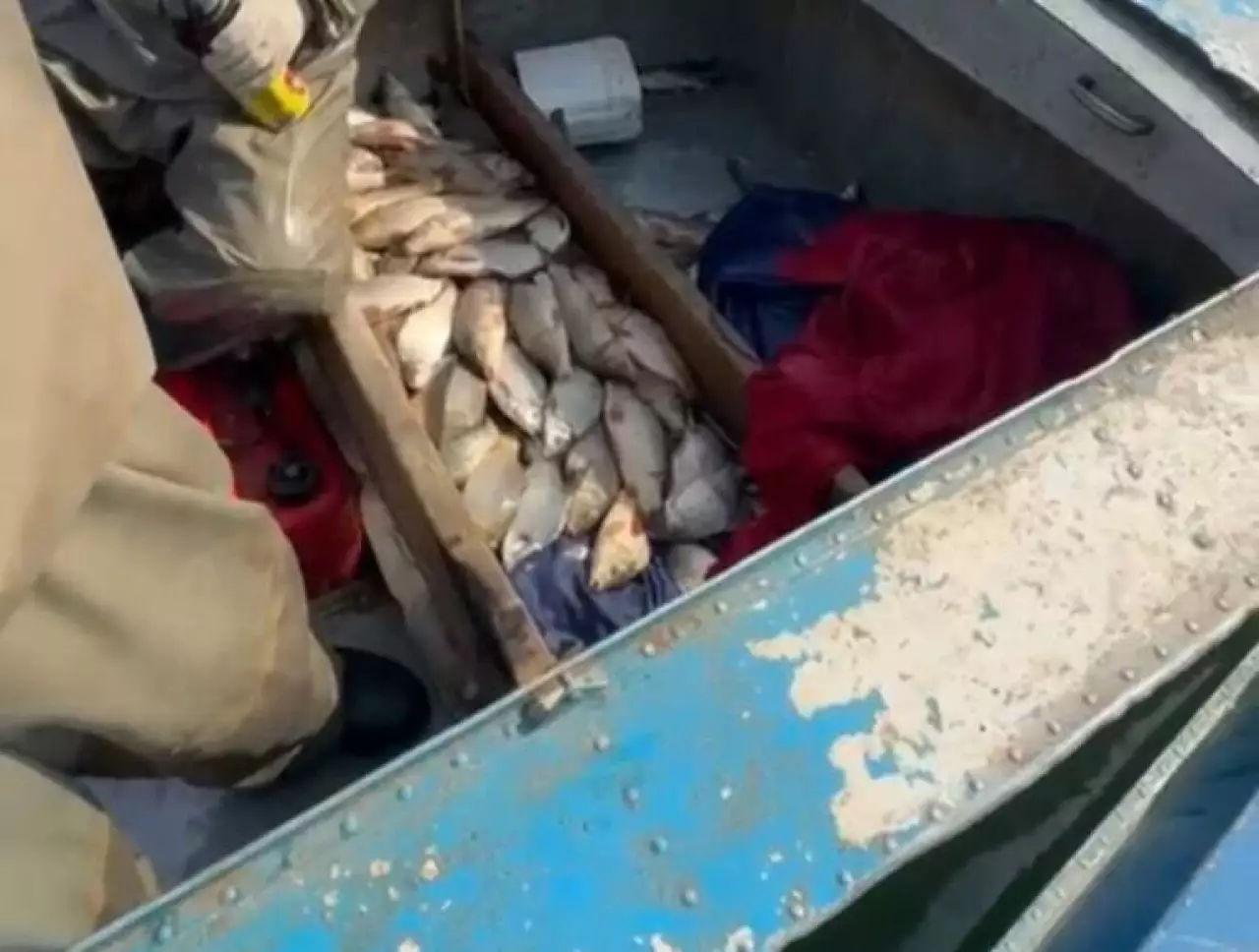 Около 130 кг рыбы изъяли у браконьеров в Туркестанской области